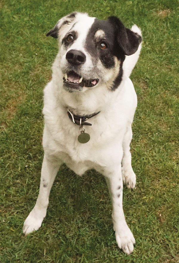 Pet SEEN: Cute Pets Featured in April 2020